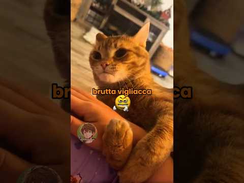 Vita da gatti 🐱 EP. 108