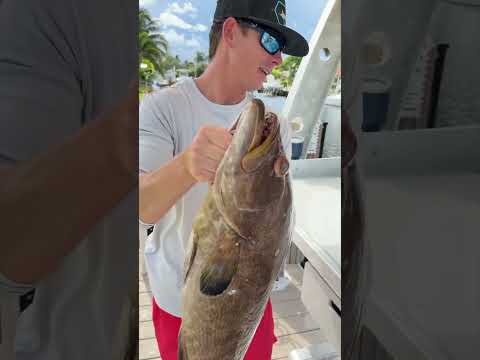 The best eating grouper! Cut with 8in sofgrip knife! video thumbnail