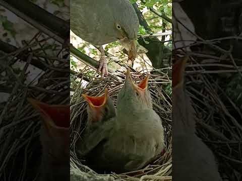 Wild babbler bird babies will fly leave soon (p 4) #shorts