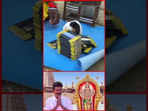 திருசெந்தூர் முருகன் ஆசி பெற்ற Vijay | #tvkvijay #redtalkies #trendingshorts #viralshots #tvk