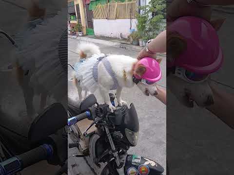Gagala ang princess Joyjoy.🥰🐕 #doglover #dogloverph #pets