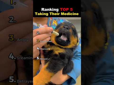 Ranking TOP 5 Dogs Taking Medicine