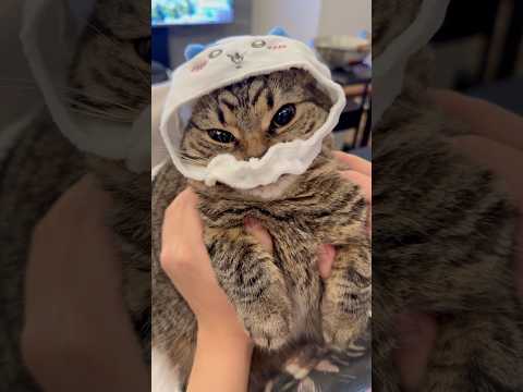 猫の動画サムネイル - ちいかわ泥棒猫が天使すぎる...笑 #shorts #猫 #cat