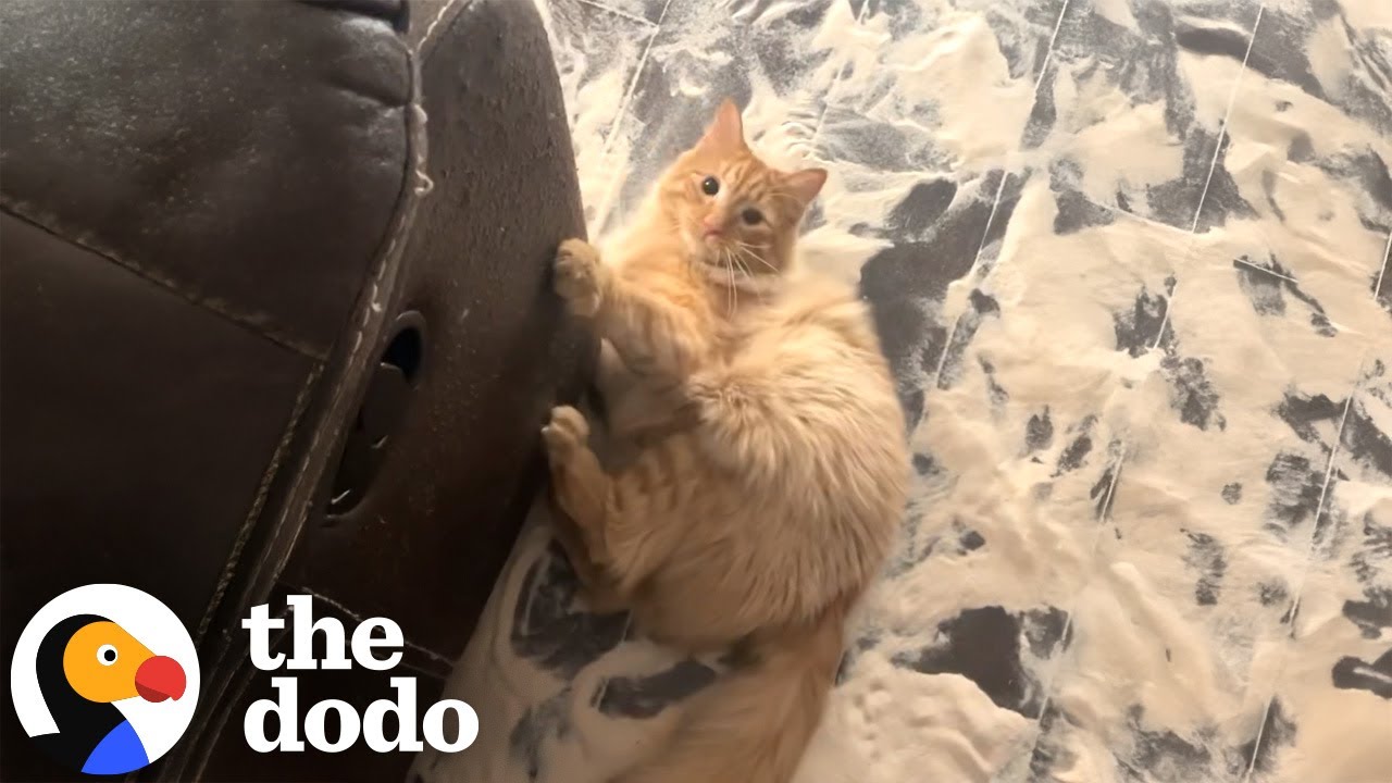What Is Orange Cat Energy This Cat Mom Breaks It Down - The Dodo