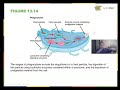 Understanding Protists and Their Characteristics