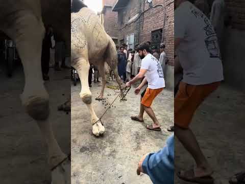 Ma Sha Allah 💖 #foryou #cattleworld #bullfarm #farmanimals #foryou #eiduladha #eidmubarak #foryou