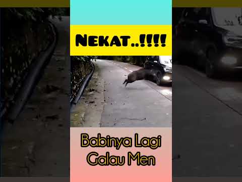 Galau Men..#videolucuterbaru #fypシ゚ #youtubeshorts #shortvideo #fakta