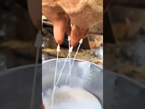 Stop Drinking Milk.. #drrobin #ayurved #food #doctor #health #remedy #ayurveda