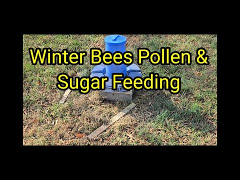 Winter Bees Pollen & Sugar Feeding