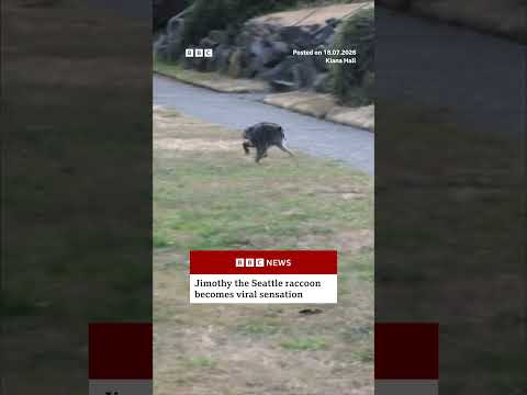 Jimothy, Seattle'daki rakun, viral bir fenomen haline geldi. #BBCNews
