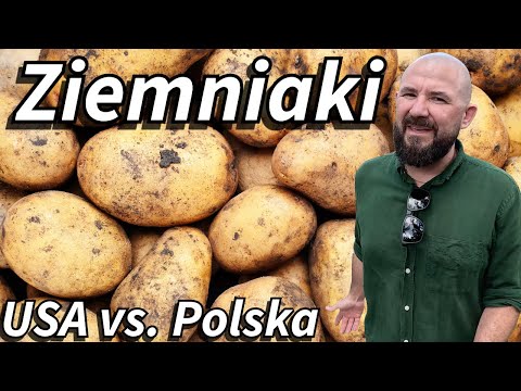 USA vs. Polska - Ziemniaki