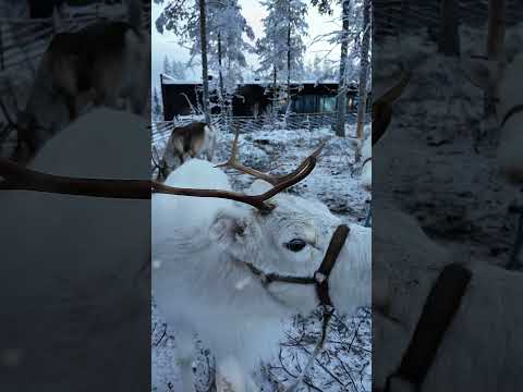 ma quanto è bello questo hotel in cui sono stata in Lapponia? 😍❄️ #haloigloos #rovaniemi #lapland
