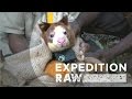 Tree Kangaroo Conservation and Behavior