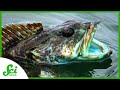 Understanding Blue Lingcod and Their Health