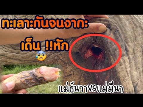 เกิดเหตุอีกแล้ว‼️ทะเลาะวิวาทกันอย่างหนัก⚠️แม่ธันวาปะทะเดือดแม่มีนา เฮ้ออ !!