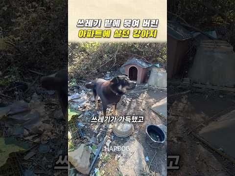 쓰레기 밭에 묶여 버린 아파트에 살던 <strong>강아지</strong>