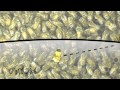 Bee Communication and Behavior
