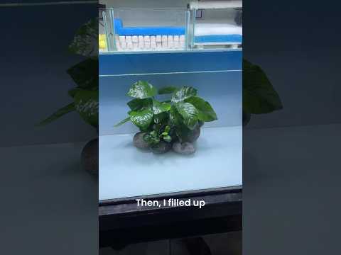 New Aquarium Setup for Fancy Goldfish! ๐งก #pets #animal #fish