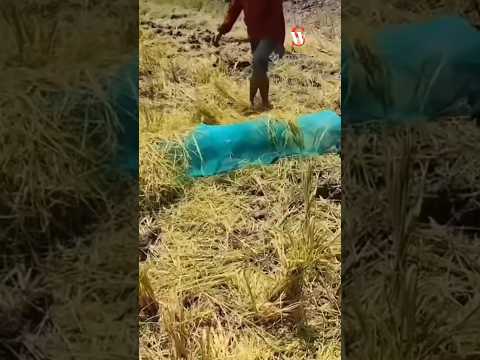 Cara Petani Menangkap Hama Tikus Disawah
