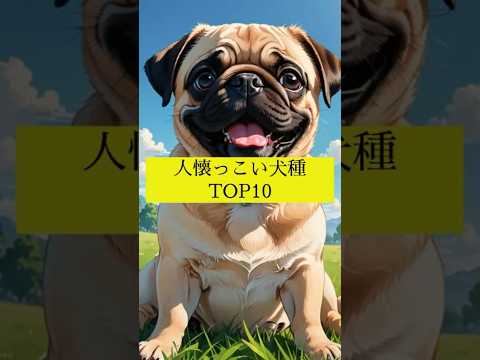 人懷っこい犬種TOP10 5位 #犬の雜學 #犬の豆知識 #犬のいる暮らし #犬のいる生活 #懷きやすい犬種 #パグ