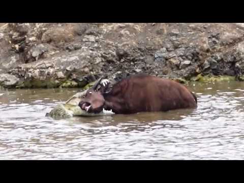 ¡No creerás cómo escapó! Búfalo vs. Cocodrilo Gigante 😱 | La Ley del mas Fuerte
