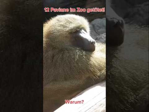 Stellungnahme zur Paviantötung im Tiergarten Nürnberg #zoo #affe #pavian #nürnberg