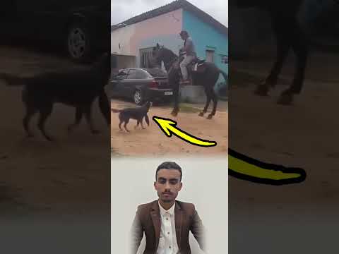 حب الكلب نقي لايعرف الخيانة ولايعرف المصلحة