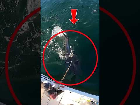 MEMANCING IKAN RAKSASA DI AREA PENGEBORAN MINYAK