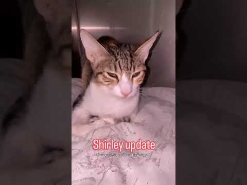 Similar to Reuben, Shirley has <strong>also</strong> completed 84 days of treatment for wet F.I.P.
