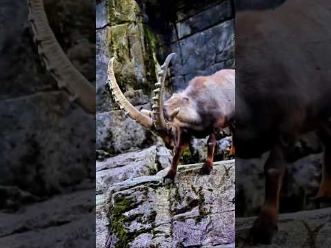 পৃথিবীর সবচেয়ে সাহসী ছাগল! #BraveGoat #FearlessAnimal #MountainGoat #AnimalKingdom