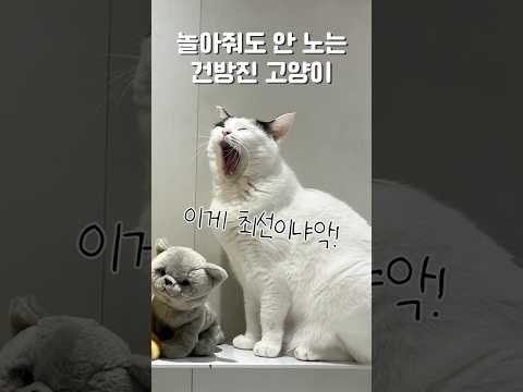 고양이랑 밀당하는 법