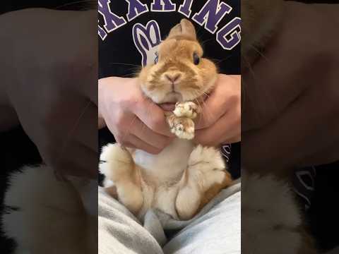 What's Big ??? #うさぎ #rabbit #bunny