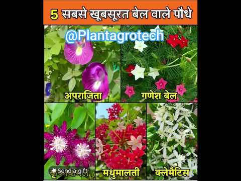 All Plants Available #gardenflowers #garden #gardenplants #gardentrees #gardeningplants #flowers