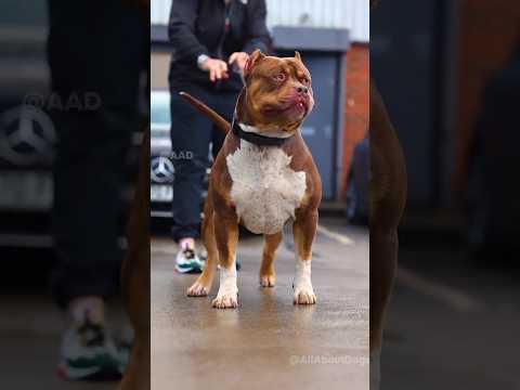 Fearless And Muscular Dog Breeds In the World 🔥🔥 #shorts