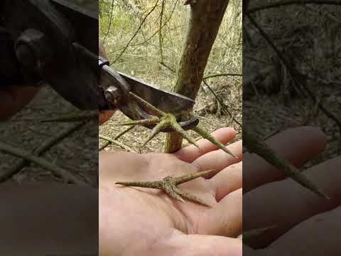 Harvesting Chinese honeylocust spines