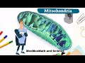 Understanding Mitochondria and Cellular Respiration