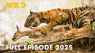 Wild Animals | WILDERNESS OF SIKHOTE-ALIN | Where Snow Feeds the Apex Predators | Wild Nature