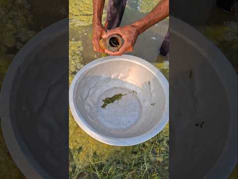 Fishing trap in mud water #fishing