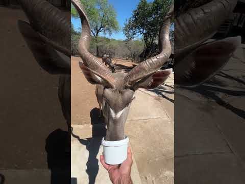 One Very Hungry Kudu Bull 🦌 #wildlife #animals #wow