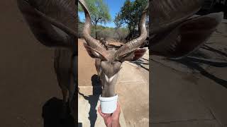 One Very Hungry Kudu Bull 🦌 #wildlife #animals #wow