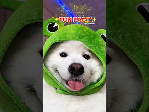 ✨FUN FACT✨ #funny #dogshorts #cutedog #puppy #dog #cute #pets #samoyed #relatable #shiro #bestie