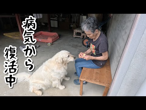 今日は病気から復活中のばあやんと犬がもとんでもなく平和だった・・・。　#メイちゃんねる