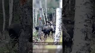 Bull Moose Full Rut!!