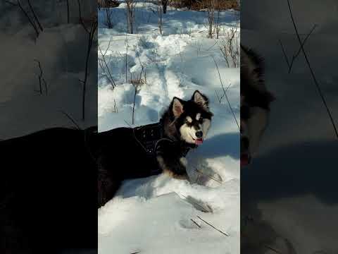 The Greatest Gift We Can Give Our Dogs - KL7EC Outdoors