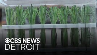 YouTube video thumbnail: Michigan State Program Develops World Cup Turfgrass