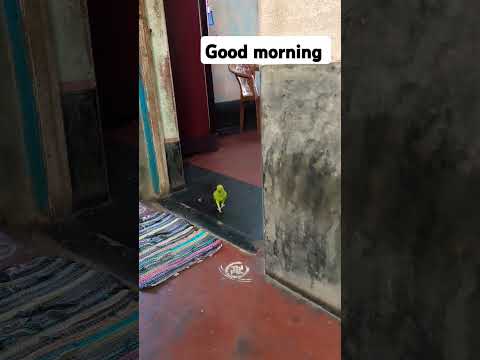 #talkingparot #parrot #nonstoptalkingparrot #birds #greenparrot #talkingbird