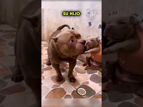 Así fue la Reacción de un Pitbull al Conocer a su Hijo por primera vez ?❤️