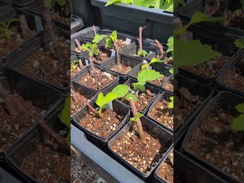 Rooting Fig Trees: Fixing Fig Mosaic Virus & Unhealthy Growth #fig #figtree #figboss #fruittrees