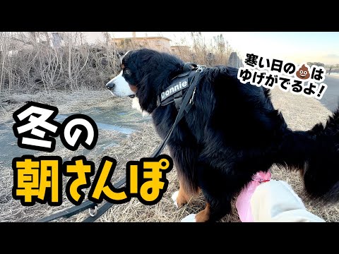 冬の朝さんぽ！【バーニーズ2歳6ヶ月】