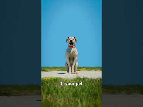 My dog died 😭 #funny